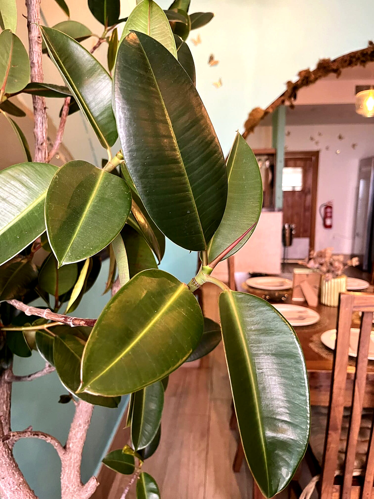 Rincón del comedor con plantas